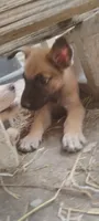 Lyric3, a male Belgian Malinois and German Shepherd Dog for sale in Calico Rock, AR – 2 of 6