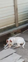 Zaddok, a male Belgian Malinois and German Shepherd Dog for sale in Calico Rock, AR – 2 of 2