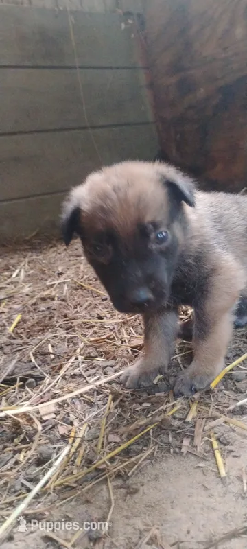 Shema 7 – Belgian Malinois, German Shepherd Dog puppy for sale in Calico Rock, AR