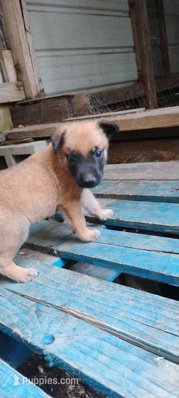 Lyric2 – Belgian Malinois, German Shepherd Dog puppy for sale in Calico Rock, AR