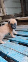 Lyric2, a female Belgian Malinois and German Shepherd Dog for sale in Calico Rock, AR – 1 of 3