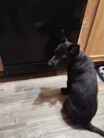 Black 2 ekmet, a male Belgian Malinois and German Shepherd Dog for sale in Calico Rock, AR – 3 of 10