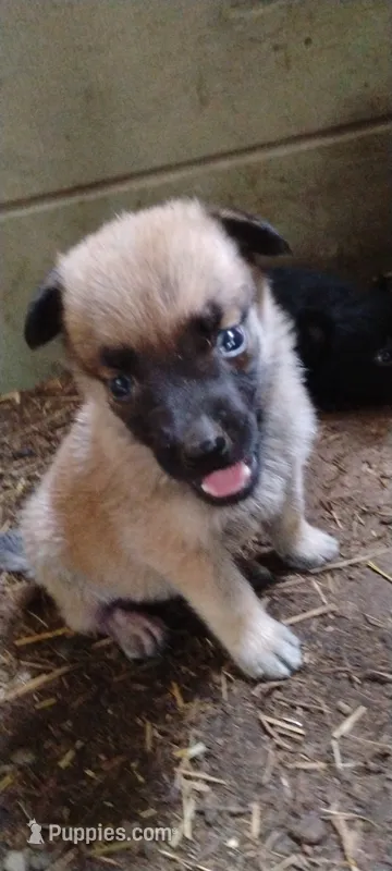 Shema 11 – Belgian Malinois, German Shepherd Dog puppy for sale in Calico Rock, AR