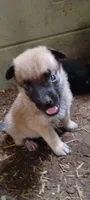Shema 11, a female Belgian Malinois and German Shepherd Dog for sale in Calico Rock, AR – 3 of 5