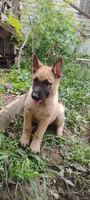 Saber , a male Belgian Malinois and German Shepherd Dog for sale in Calico Rock, AR – 3 of 8