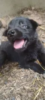 Shema 4, a female Belgian Malinois and German Shepherd Dog for sale in Calico Rock, AR – 3 of 5