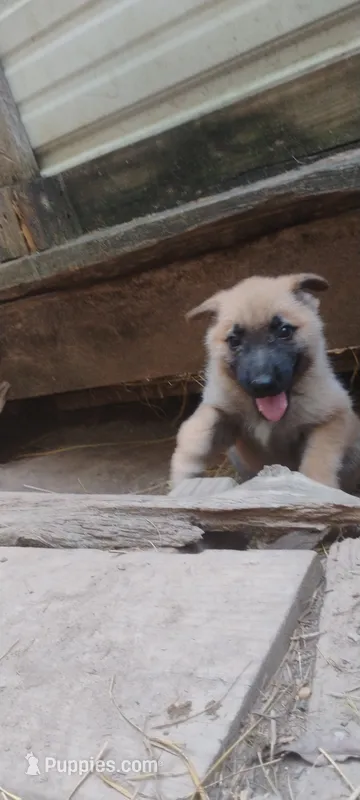 Shema 7 – Belgian Malinois, German Shepherd Dog puppy for sale in Calico Rock, AR