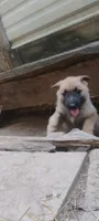 Shema 7, a male Belgian Malinois and German Shepherd Dog for sale in Calico Rock, AR – 2 of 4