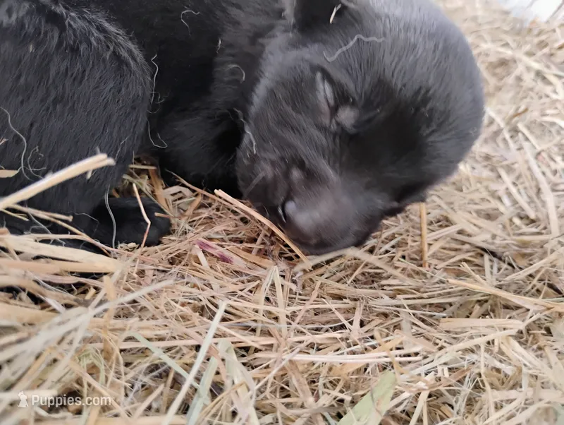 Shema 3 – Belgian Malinois, German Shepherd Dog puppy for sale in Calico Rock, AR