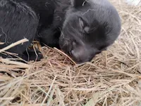 Shema 3, a male Belgian Malinois and German Shepherd Dog for sale in Calico Rock, AR – 2 of 2