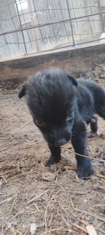 Shema 3 – Belgian Malinois, German Shepherd Dog puppy for sale in Calico Rock, AR
