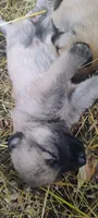 Shema 10, a female Belgian Malinois and German Shepherd Dog for sale in Calico Rock, AR – 3 of 7