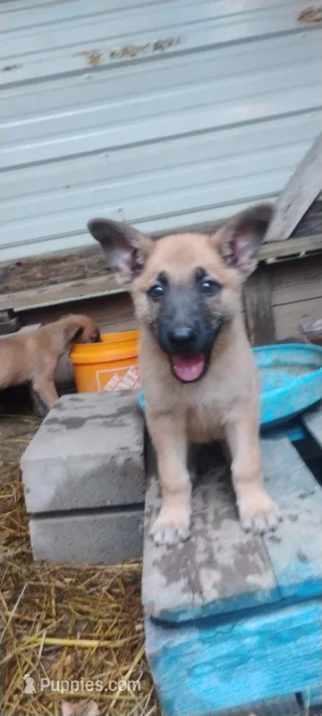 Shema 10 – Belgian Malinois, German Shepherd Dog puppy for sale in Calico Rock, AR