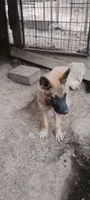 Takia, a male Belgian Malinois and German Shepherd Dog for sale in Calico Rock, AR – 2 of 6