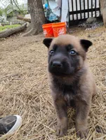 Sable zamah 1, a female Belgian Malinois and German Shepherd Dog for sale in Calico Rock, AR – Photo 1 of 2