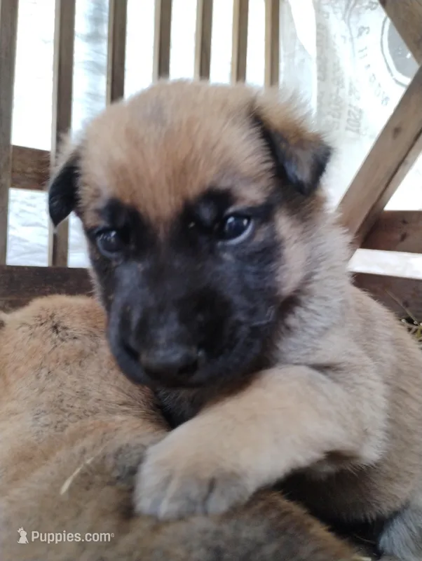 Sable zamah 1 – Belgian Malinois, German Shepherd Dog puppy for sale in Calico Rock, AR