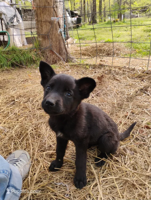 Black 1 ekmet – Belgian Malinois, German Shepherd Dog puppy for sale in Calico Rock, AR