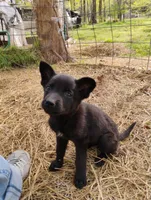 Black 1 ekmet, a female Belgian Malinois and German Shepherd Dog for sale in Calico Rock, AR – 1 of 7