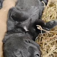 Black 1 ekmet, a male Belgian Malinois and German Shepherd Dog for sale in Calico Rock, AR – Photo 4 of 4