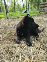 Black 1 ekmet, a female Belgian Malinois and German Shepherd Dog for sale in Calico Rock, AR – 3 of 7