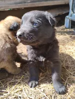 Black 1 ekmet, a male Belgian Malinois and German Shepherd Dog for sale in Calico Rock, AR – Photo 1 of 4