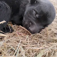 Black 1 ekmet, a male Belgian Malinois and German Shepherd Dog for sale in Calico Rock, AR – Photo 3 of 4