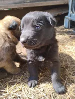 Black 1 ekmet, a male Belgian Malinois and German Shepherd Dog for sale in Calico Rock, AR – Photo 2 of 4