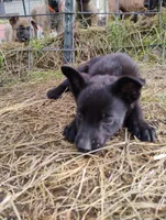 Black 1 ekmet, a female Belgian Malinois and German Shepherd Dog for sale in Calico Rock, AR – 2 of 7