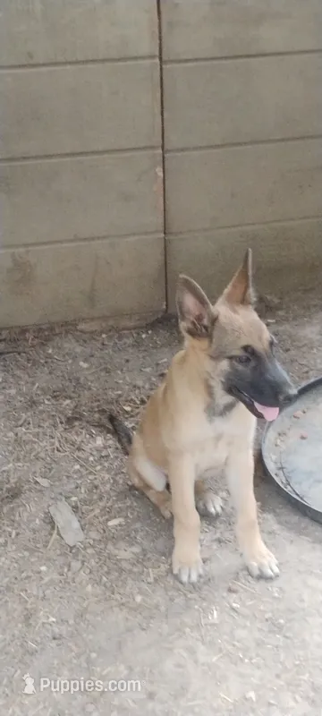 Takia – Belgian Malinois, German Shepherd Dog puppy for sale in Calico Rock, AR