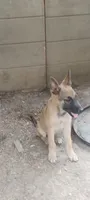 Takia, a male Belgian Malinois and German Shepherd Dog for sale in Calico Rock, AR – 1 of 6