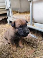 Brindle ekmet2, a male Belgian Malinois and German Shepherd Dog for sale in Calico Rock, AR – Photo 2 of 4