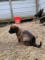 Brindle ekmet2, a male Belgian Malinois and German Shepherd Dog for sale in Calico Rock, AR – Photo 3 of 4