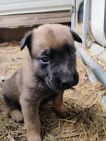 Brindle ekmet2, a male Belgian Malinois and German Shepherd Dog for sale in Calico Rock, AR – Photo 1 of 4