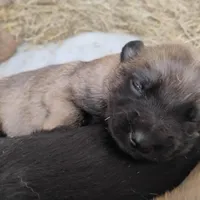 Brindle ekmet2, a male Belgian Malinois and German Shepherd Dog for sale in Calico Rock, AR – Photo 4 of 4