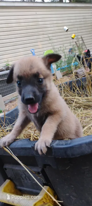 Shema 11 – Belgian Malinois, German Shepherd Dog puppy for sale in Calico Rock, AR
