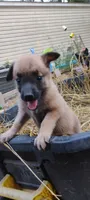 Shema 11, a female Belgian Malinois and German Shepherd Dog for sale in Calico Rock, AR – 5 of 5