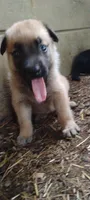 Shema 10, a female Belgian Malinois and German Shepherd Dog for sale in Calico Rock, AR – 5 of 7
