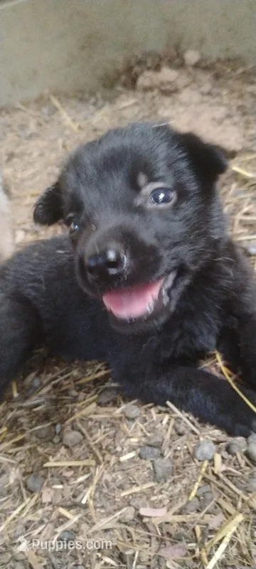 Shema 4 – Belgian Malinois, German Shepherd Dog puppy for sale in Calico Rock, AR