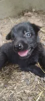 Shema 4, a female Belgian Malinois and German Shepherd Dog for sale in Calico Rock, AR – 2 of 5
