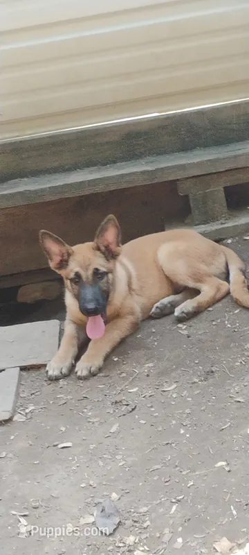 Little obi – Belgian Malinois, German Shepherd Dog puppy for sale in Calico Rock, AR