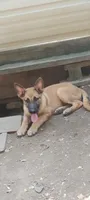 Little obi, a male Belgian Malinois and German Shepherd Dog for sale in Calico Rock, AR – 1 of 6