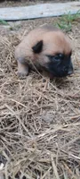 Lyric2, a female Belgian Malinois and German Shepherd Dog for sale in Calico Rock, AR – 3 of 3