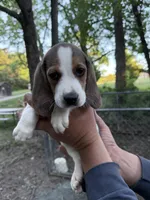Female b, a female Beagle for sale in Louisa, VA – Photo 2 of 3