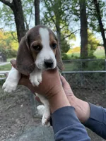 Female b, a female Beagle for sale in Louisa, VA – Photo 3 of 3