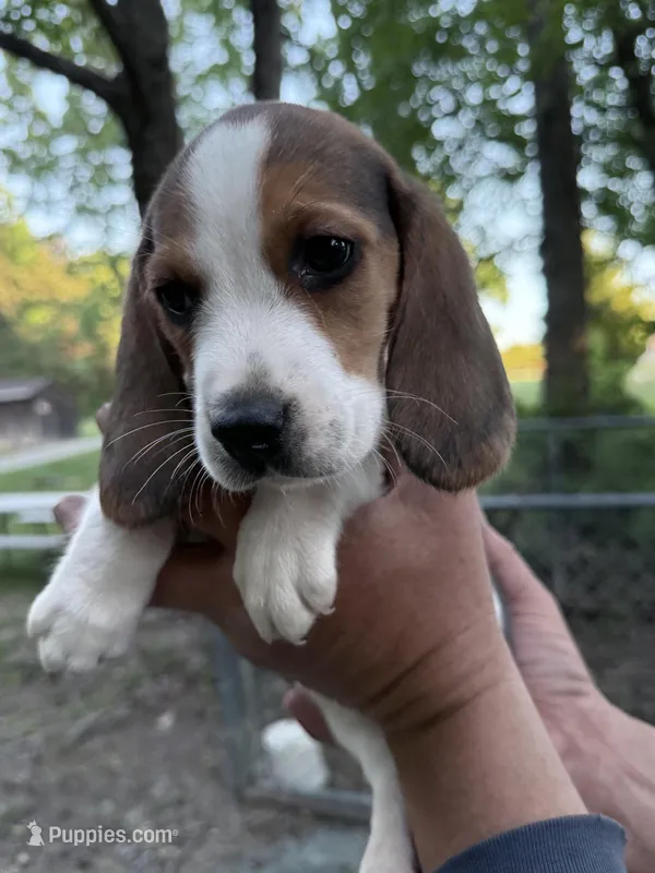 Female b, a female Beagle for sale in Louisa, VA – Photo 1 of 3
