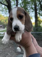 Female b, a female Beagle for sale in Louisa, VA – Photo 1 of 3