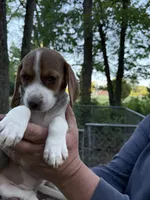 Rose, a female Beagle for sale in Louisa, VA – Photo 3 of 3