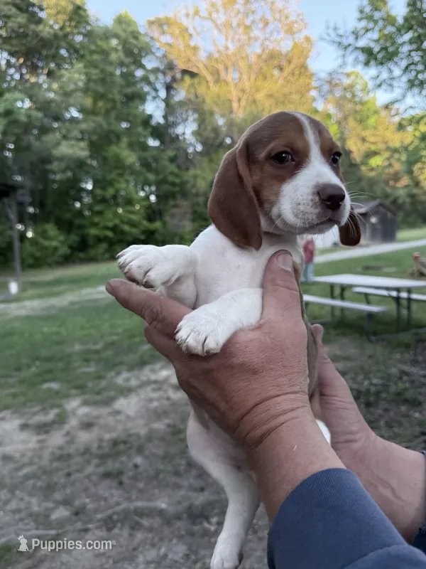Rose – Beagle puppy for sale in Louisa, VA