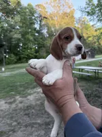 Rose, a female Beagle for sale in Louisa, VA – Photo 1 of 3