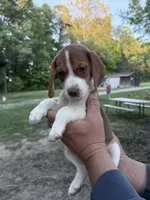 Rose, a female Beagle for sale in Louisa, VA – Photo 2 of 3